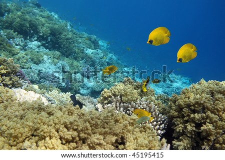  modifying Water and marshall research sep fish Coral+reef+fish+yellow