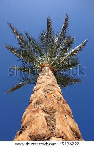 dates trees pictures. makeup makeup date palm tree