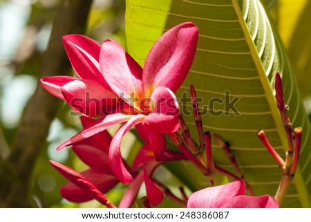 Branch of tropical pink flowers frangipani (plumeria) on dark green leaves background