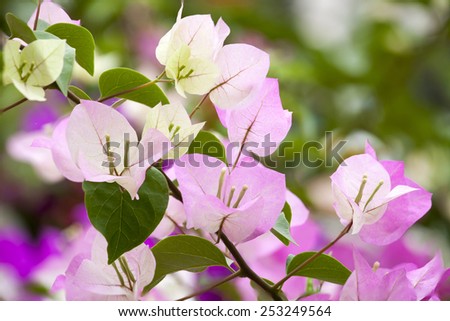 Pink Bougainvillea and leave  was taken in nature.
