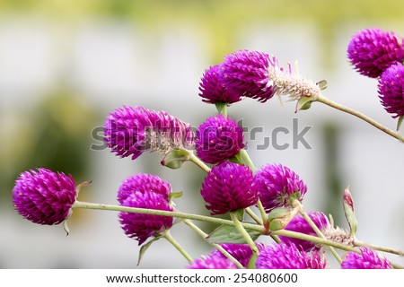 Globe Amaranth or Bachelor Button close up on nature background