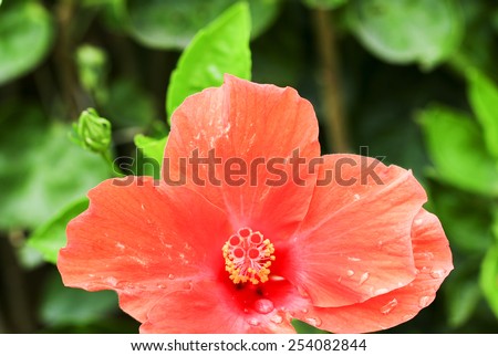 Shoe  Flower ,Chinese Rose or  Hibiscus flowers on the branch was taken in nature
