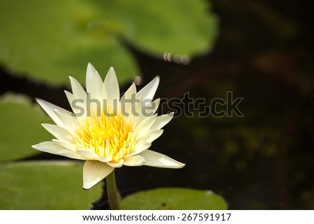 Yellow lotus flower with lotus bud and the leaf