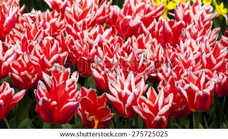 Beautiful fresh white an red tulips bunch