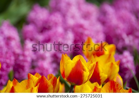 Beautiful fresh and vivid yellow an red tulips bunch
