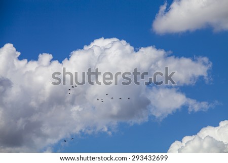 Blue sky clouds bird in summer season