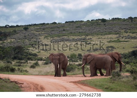 Three standing African Elephants (Loxdonta)