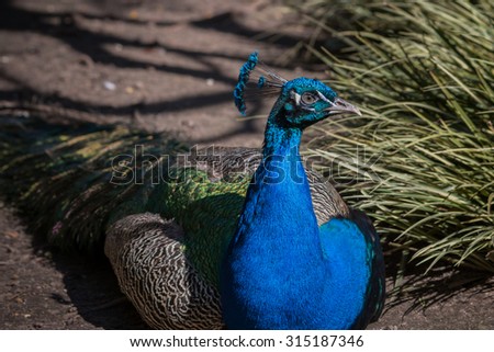 Portrait of a blue male peacock sitting down next to a clump of grass