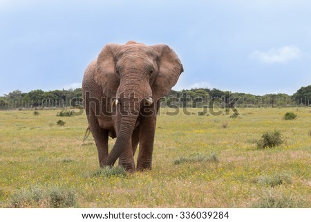 Walking African Elephant (Loxdonta) with flapping ears and leathery, textured skin