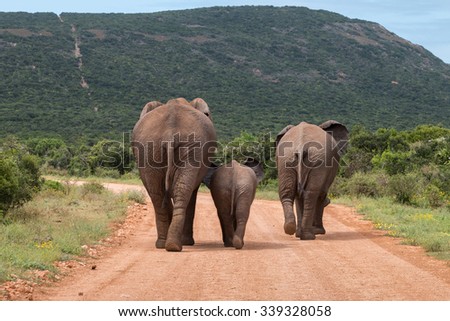 Rear view of three African elephants walking down a dusty gravel road, with a baby walking between two large elephants (Loxdonta) in South Africa