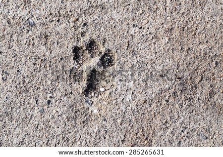Dog foot-print in Cement