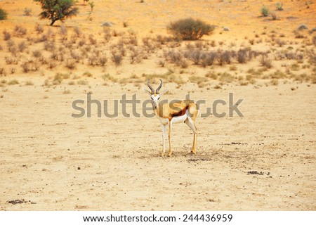 Antelope/Springbok looking at the camera, standing in the field in Kalahari desert. Kgalagadi Transfrontier Park in South Africa.
