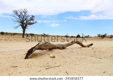 Lonely branch in the desert. Dead piece of tree on the gravel road in the desert. Kalahari desert in South Africa.