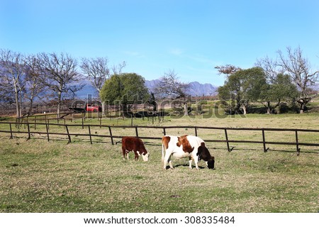 Cows eating grass on the field, old red truck and mountains in the background.