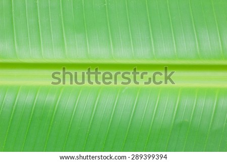 texture of banana leaves