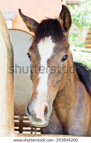 Purebred arabian horse in the barn door