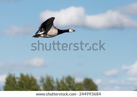 Goose in the sky