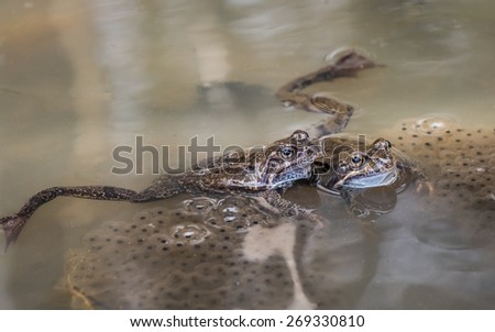 Two frogs together on top of frog spawn in a pool of water