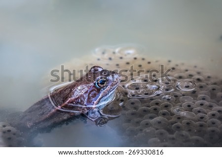 Frog on top of frog spawn in a pool of water.