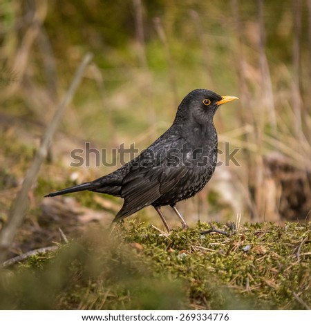 Blackbird lookinf for food on ground level in a forest.