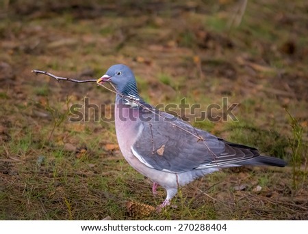 Wood Pigeon gathering sticks for nest