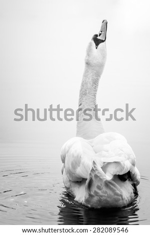 Mute swan stretching her neck towards light in calm water. Black and white photo.
