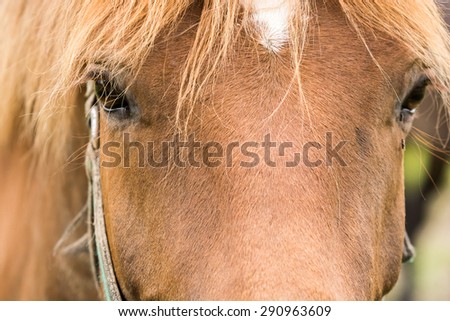 Close up to horses head and eyes.