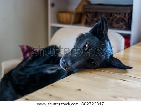Black dog sitting in chair and resting her head on table