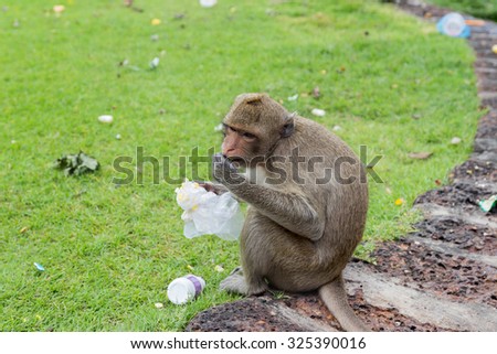 Monkeys eat from garbage