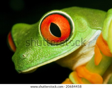 Red-eyed tree frog(Agalychnis callidryas) sitting on the branch-top down view