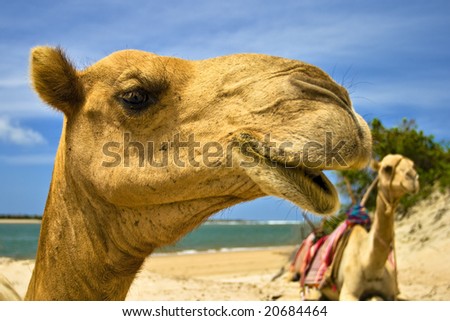 Two camels sitting on beach with sky background