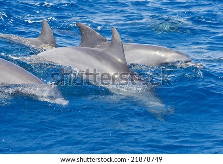 Group of african dolphins floating in ocean