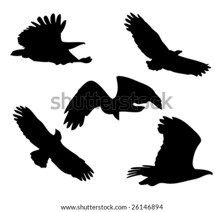 Pictures Of Eagles Flying. of flying eagle