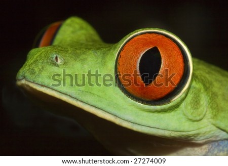 Detail of head of red eyed tree frog(Agalychnis callidryas)