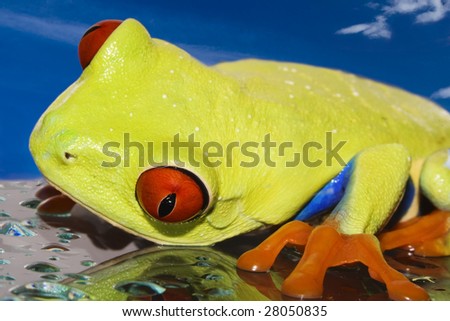 Red eyed tree frog(Agalychnis callidryas) on wet glas with blue sky background