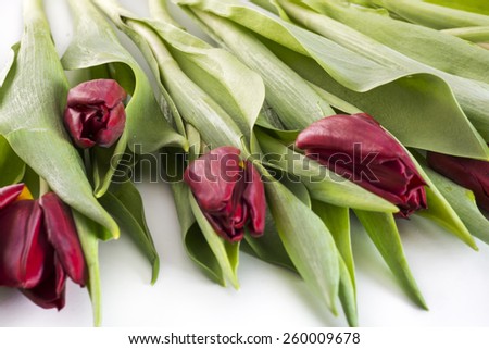 Fresh cut pointed dark red tulips on a white background.