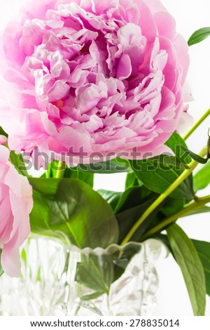 Closeup of pink peony on a white background.