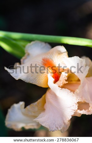 Closeup of pink iris image with shallow DOF.