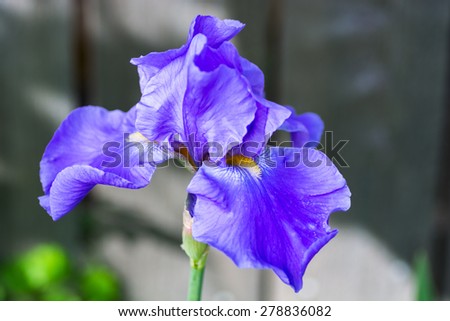 Closeup of violet iris image with shallow DOF.