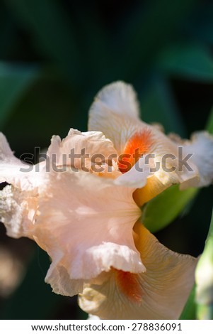 Closeup of pink iris image with shallow DOF.