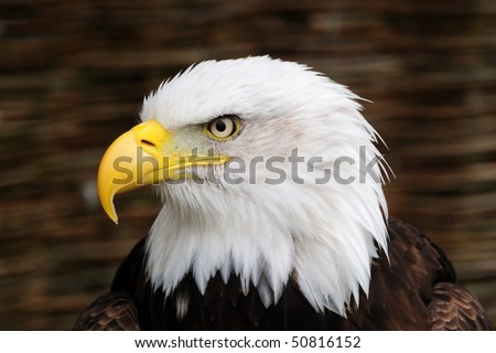 golden eagle head. stock photo : Golden Eagle