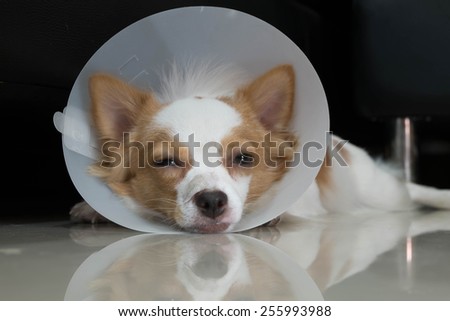 Sick dog with collar