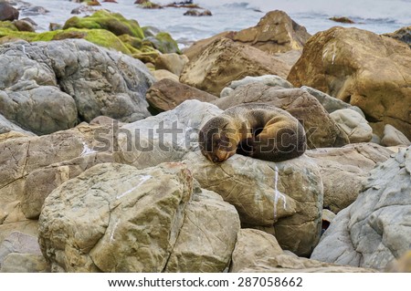 Baby seal pup sleeping on rocks at Ohau waterfall, South Island, New Zealand.