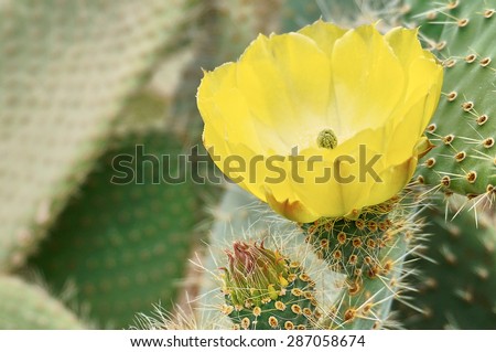 Yellow High Desert Flower from Beavertail Cactus