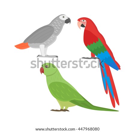 Cartoon parrots set and parrots wild animal birds. Tropical parrots feather zoo birds tropical fauna macaw flying ara. Various cartoon exotic birds set with parrots illustration vector