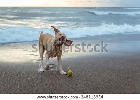Dog playing with ball on the ocean shore