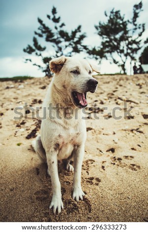 Dog sit on the sand beach with opened mouse. Dog smile, dog laugh