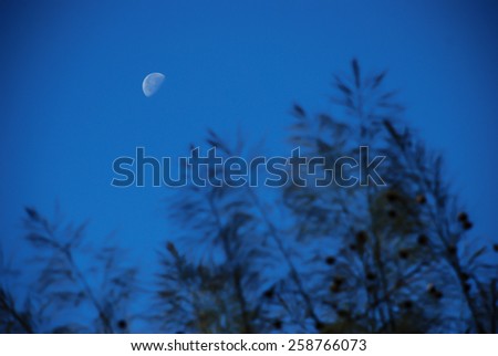 Moon in the forest