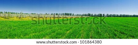 Panorama of apple garden and green field by spring.