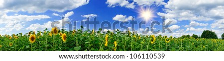 Panoramic view  field of sunflowers by summertime.